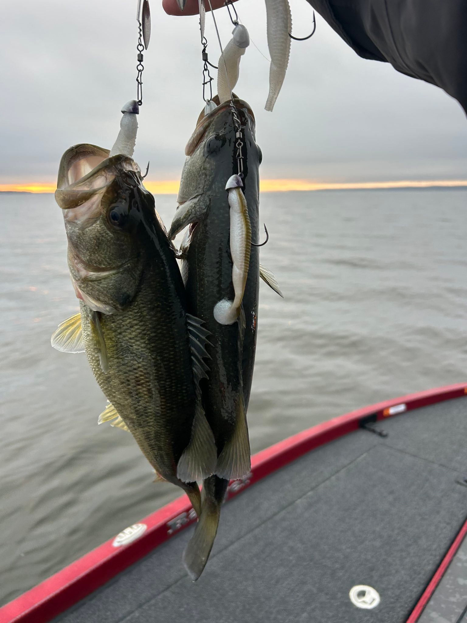 deep sea fishing hook setup Drop Rig 200lb. Mono, 4, 8/0 hooks swordfish SALTIST SD – Daiwa Model:7.5:1 Right Hand