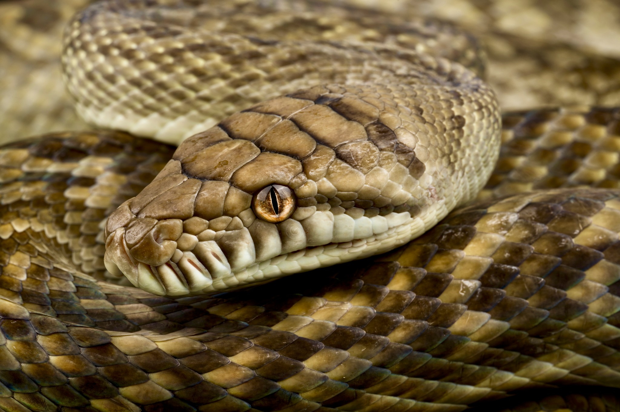 Reptiles4all - The Scrub Python (Simalia amesthina) is... | Facebook