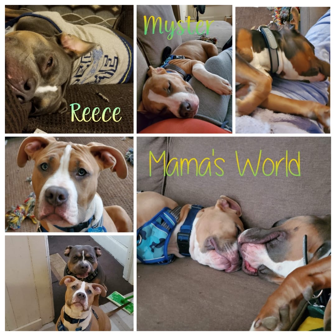 Reece The TriColor Pit