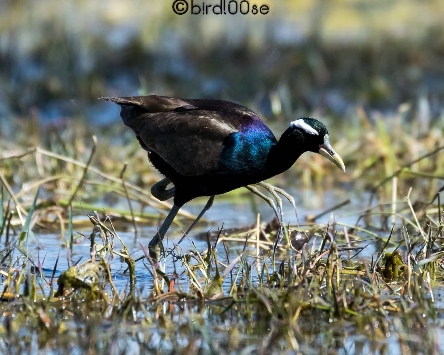 Prajwal Rai - Bronze-winged Jacana: Gangly inhabitant of... | Facebook