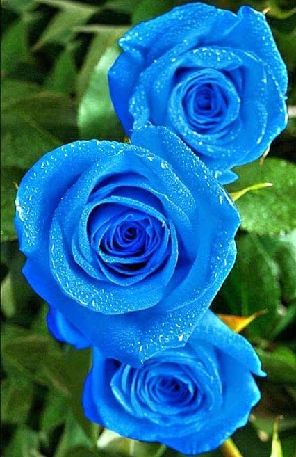ROSE‪‪❤︎‬︎︎*°ㄜ専用 ‪‪❤︎‬BLUE
