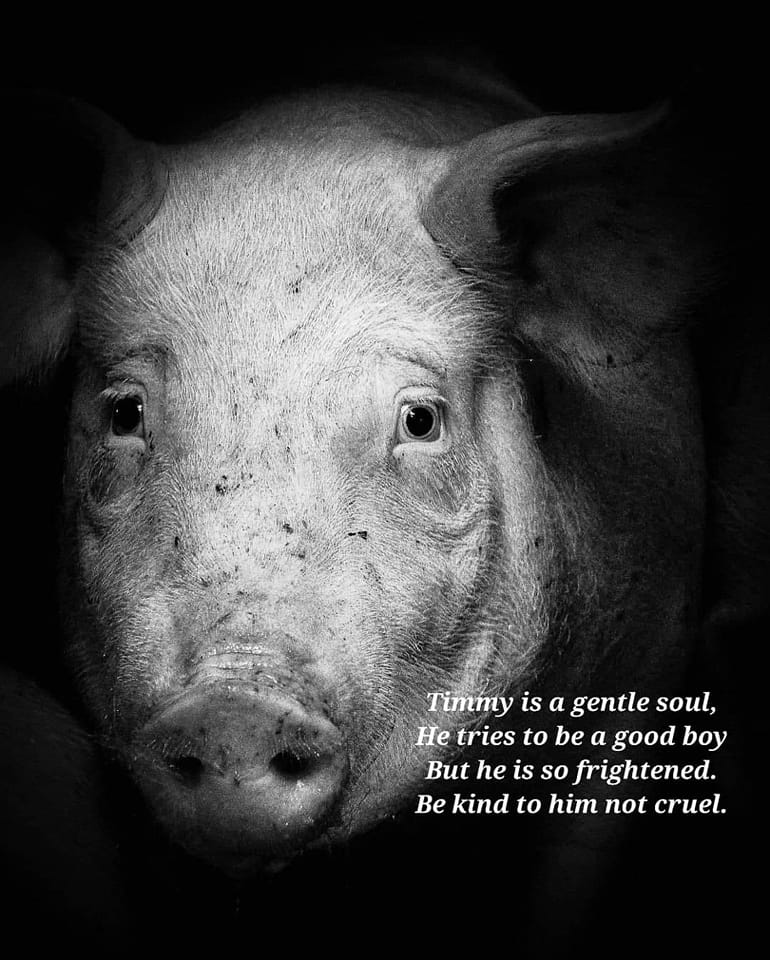 TIMMY IS A GENTLE SOUL.... - Sentient Rights Ireland