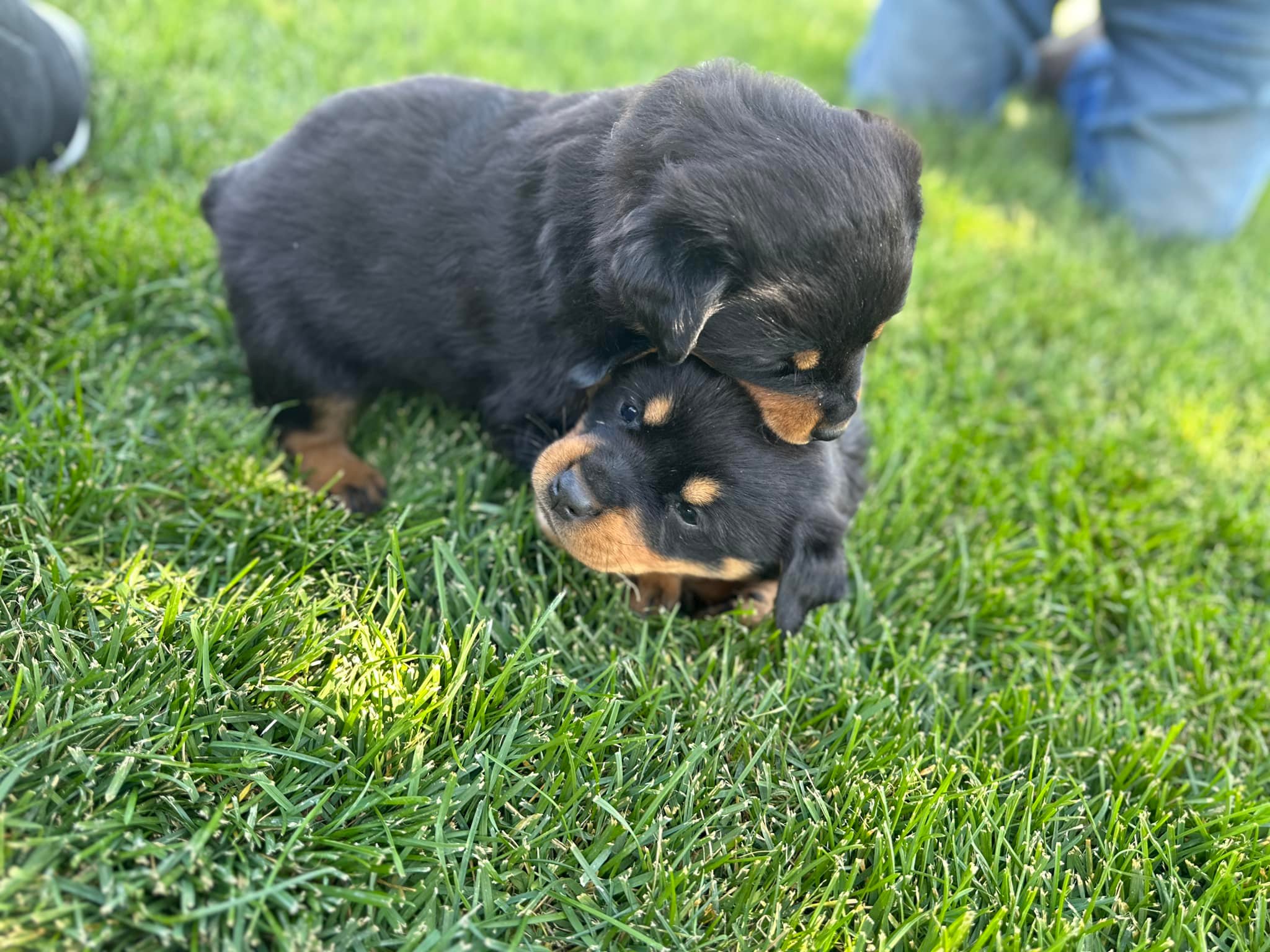 Heart of Idaho Rottweilers | Twin Falls ID