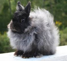 House Rabbits in South Africa