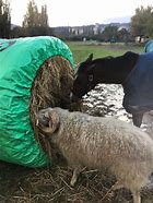 Bale Buddy Double Mini Slow Feeder Net - For 2 Small Square Bales, Knotless Nylon