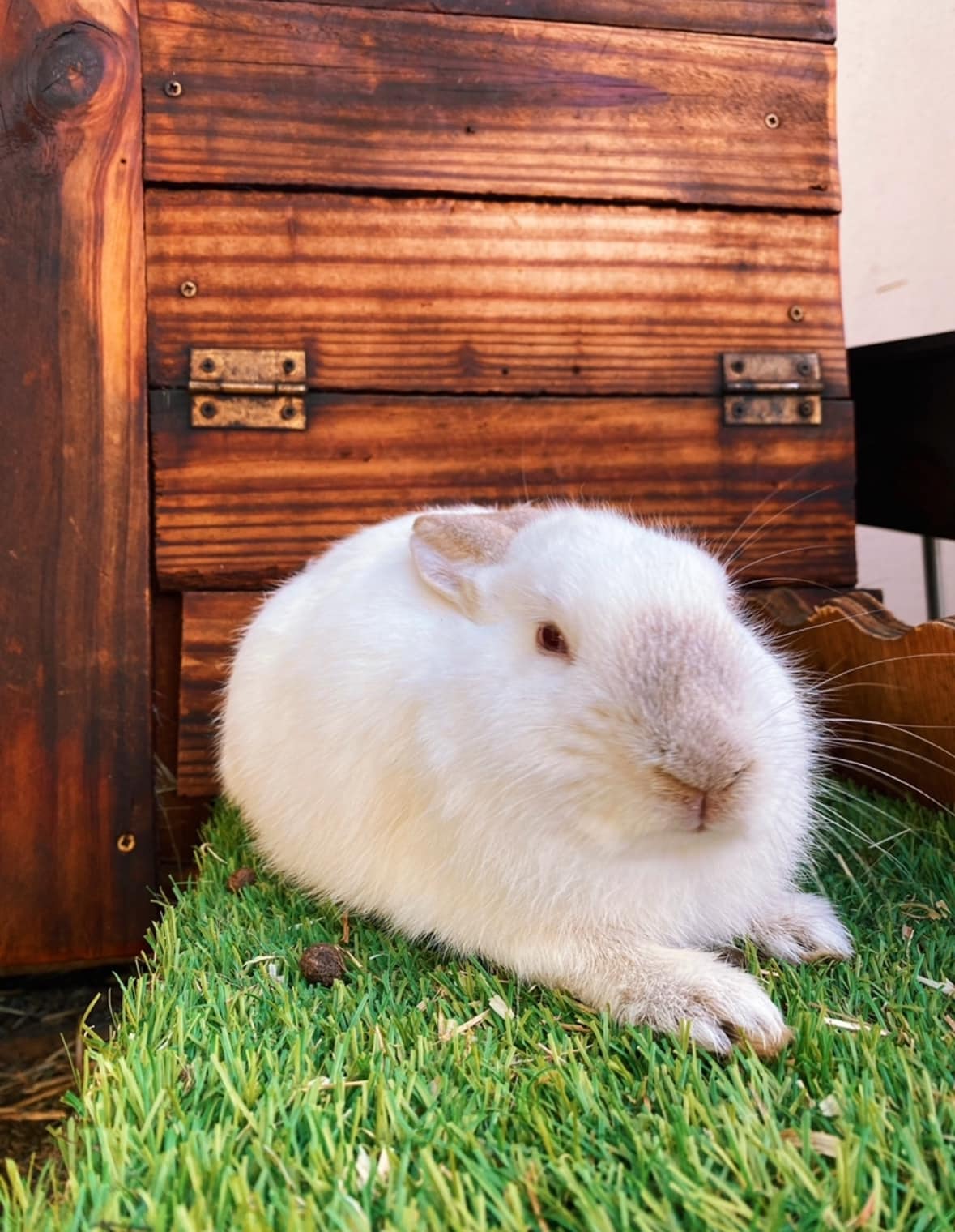 Noordhoek Bunny Rescue