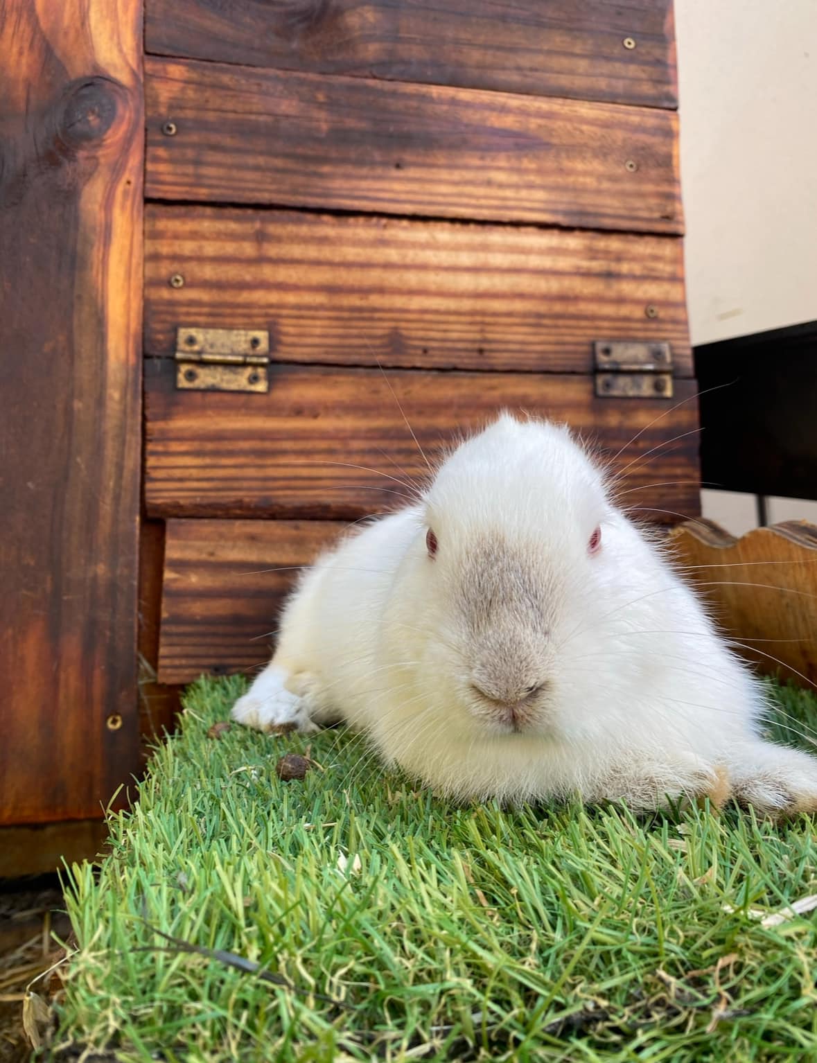 Noordhoek Bunny Rescue
