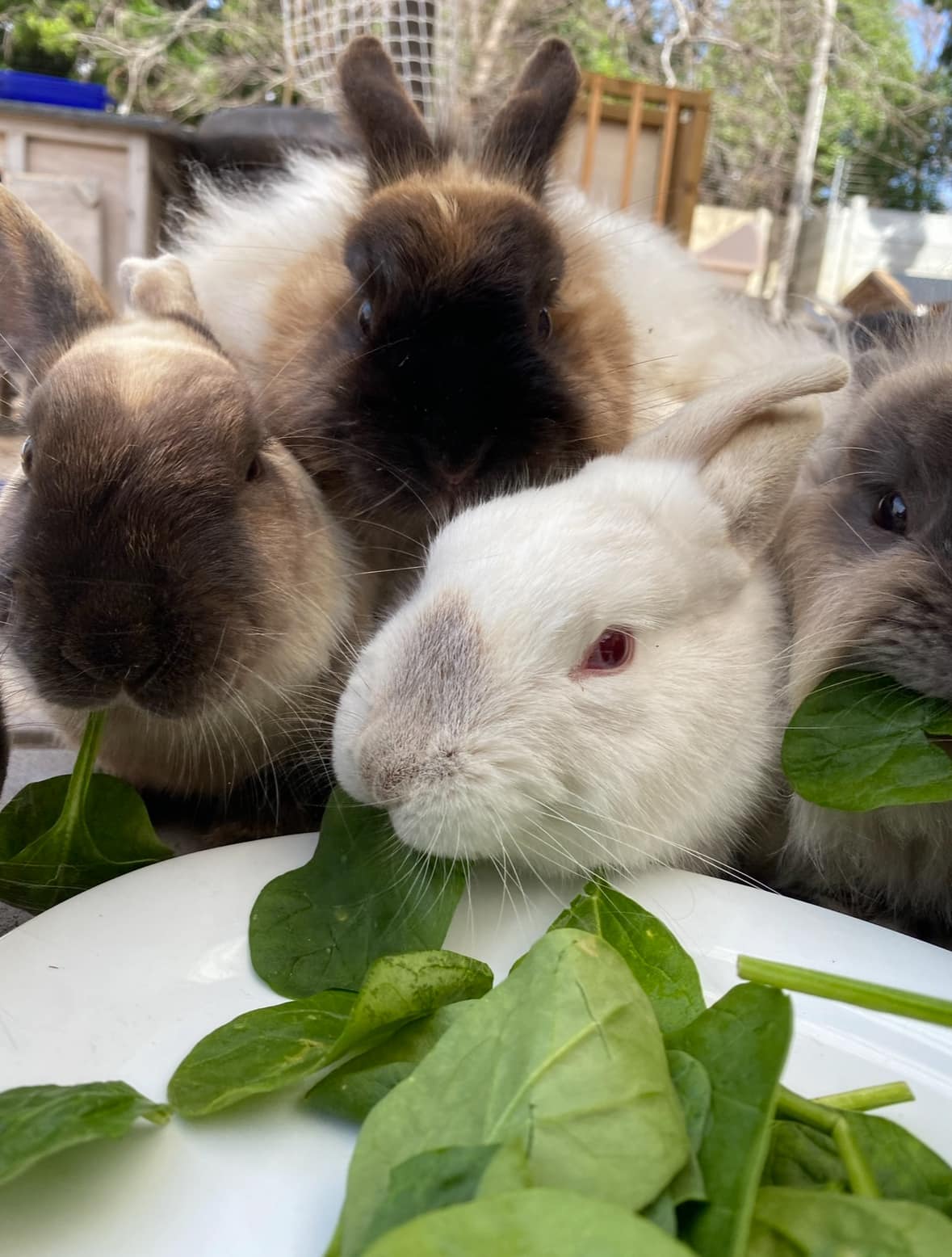 Noordhoek Bunny Rescue added a... - Noordhoek Bunny Rescue