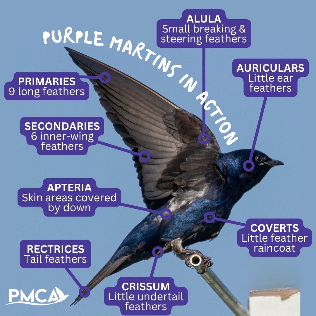 Who is ready... - Purple Martin Conservation Association | Facebook
