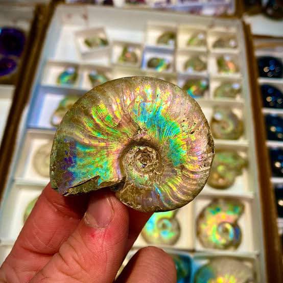 RED - What are Ammonites…??? Ammonites lived during the periods of ...
