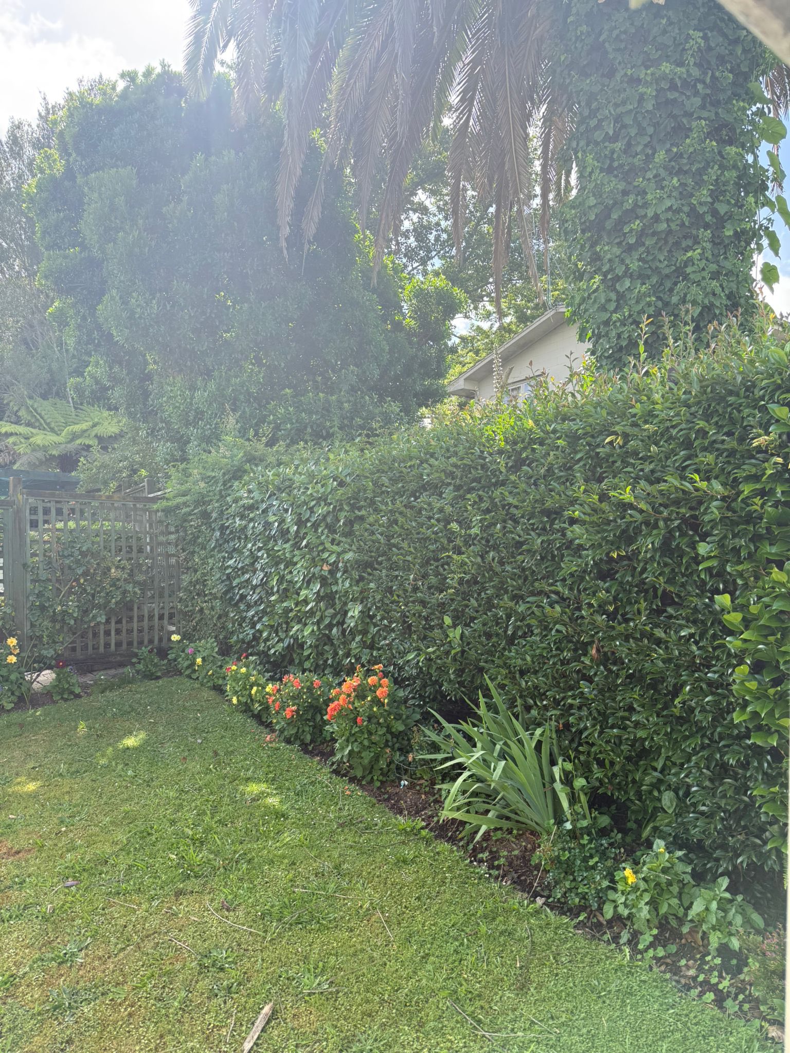 Triggers Trees and Hedges | Hamilton