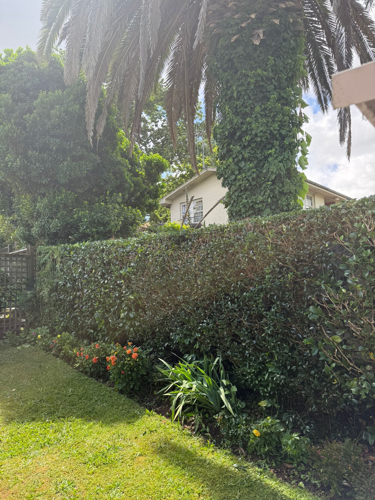 Triggers Trees and Hedges | Hamilton