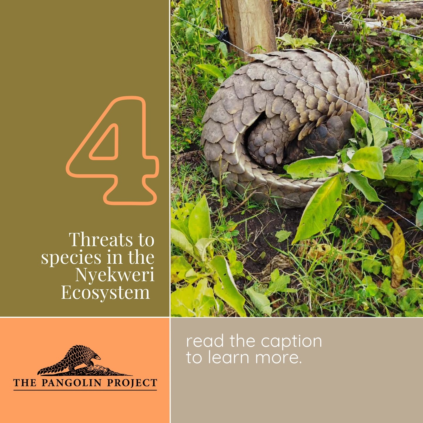 FOREST FRIDAYS: Deforestation and... - The Pangolin Project