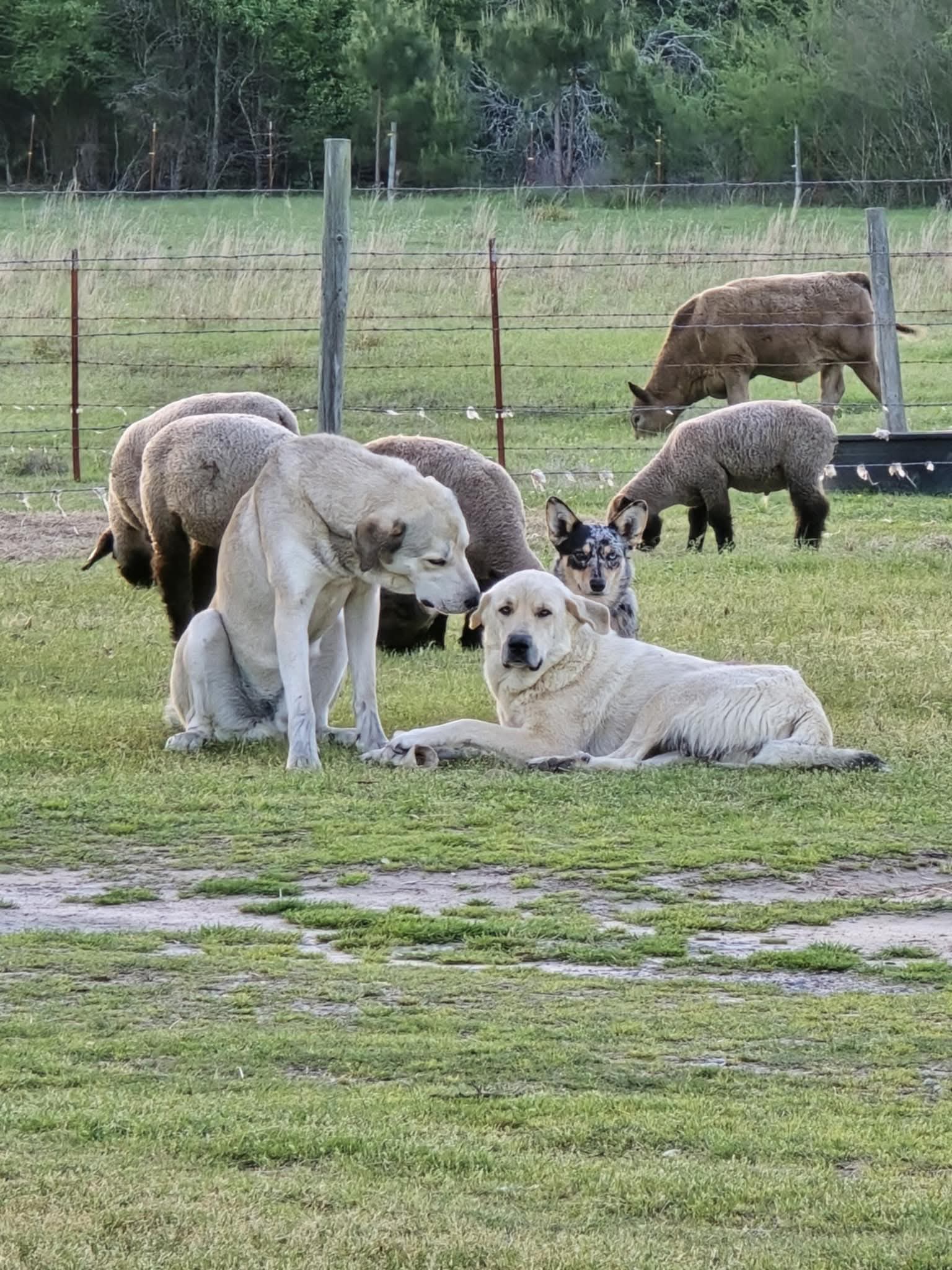 Caraway Livestock - Simms, TX | Simms TX