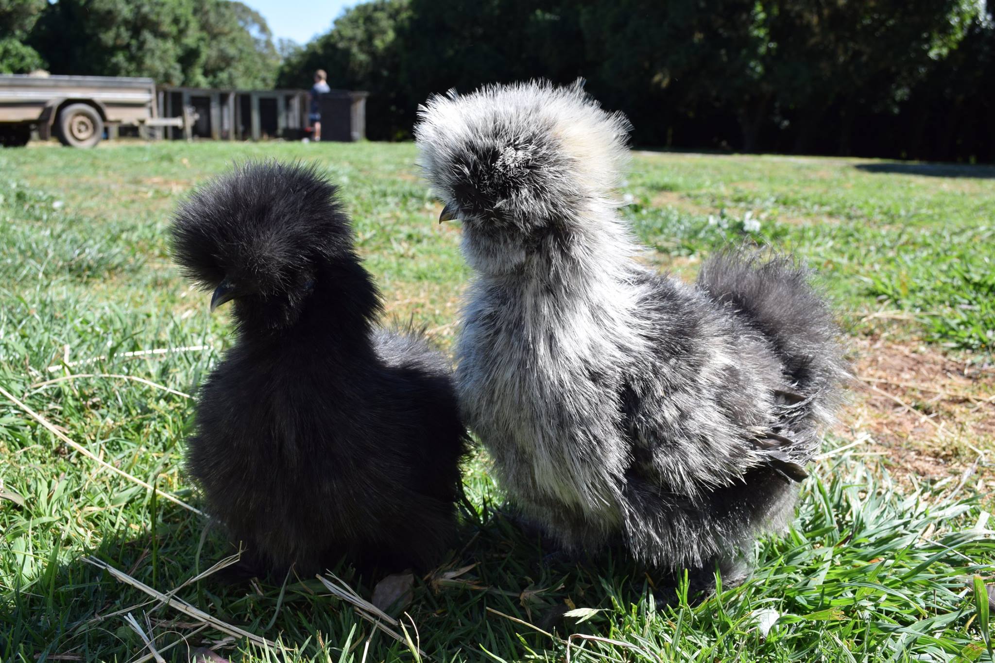 Northern Rivers Poultry