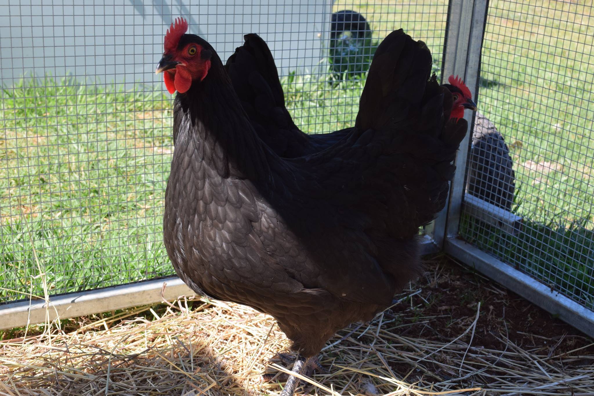 Northern Rivers Poultry