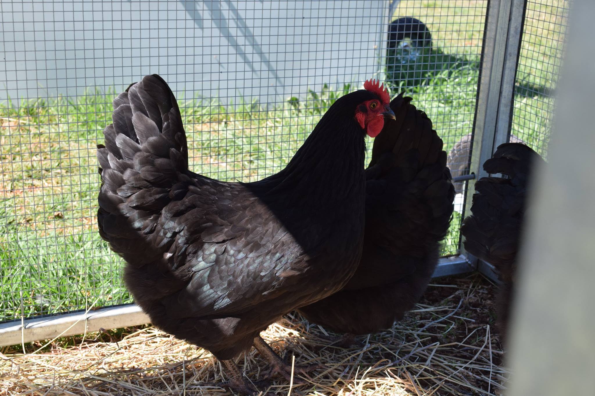 Northern Rivers Poultry