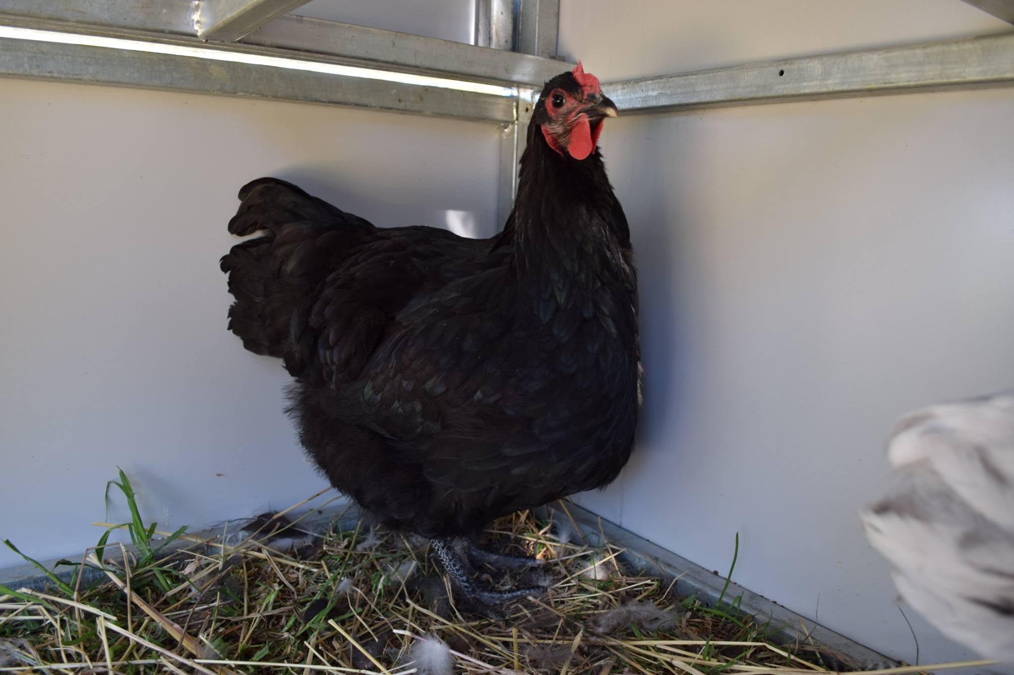 Northern Rivers Poultry