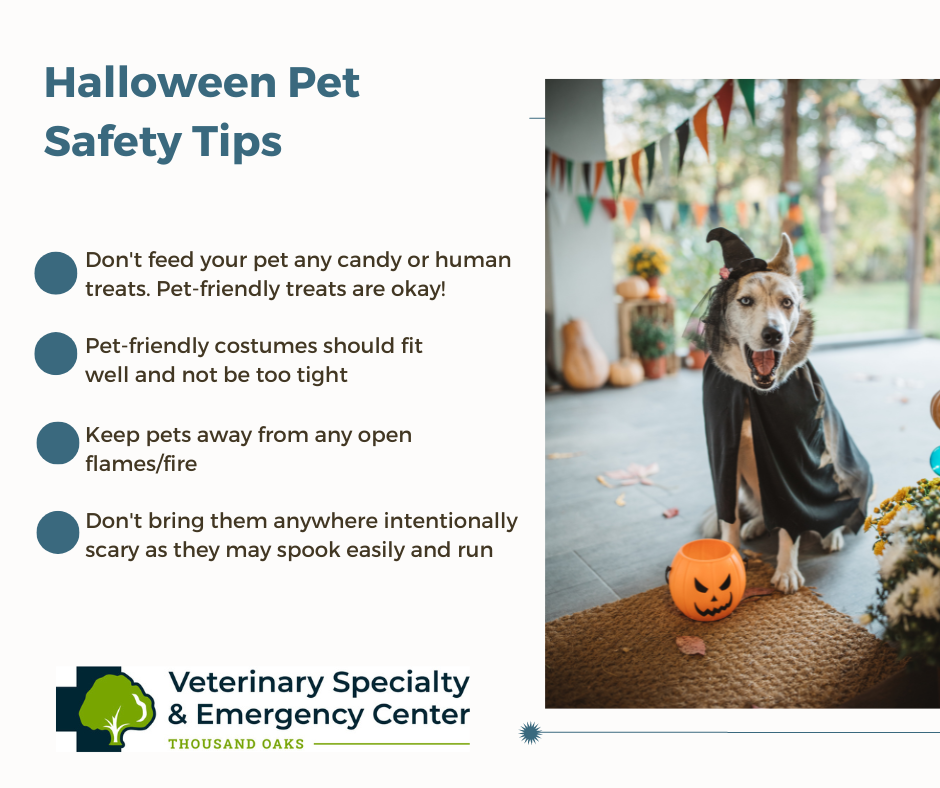 VSEC Veterinary Specialty and Emergency Center, Thousand Oaks Home