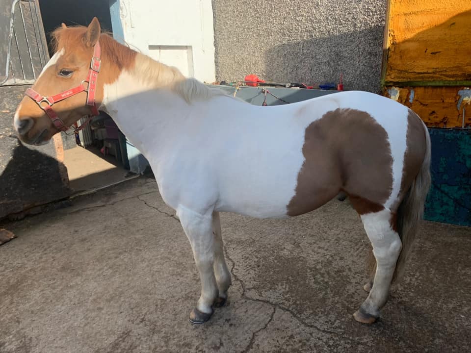 TMC Equine Show Prep