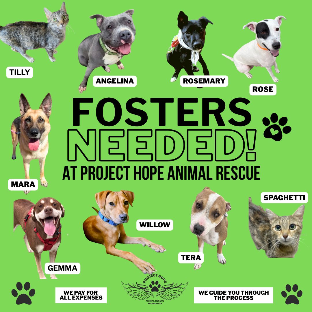 🚨🐾 FOSTERS NEEDED!... - Project Hope Animal Rescue Foundation | Facebook