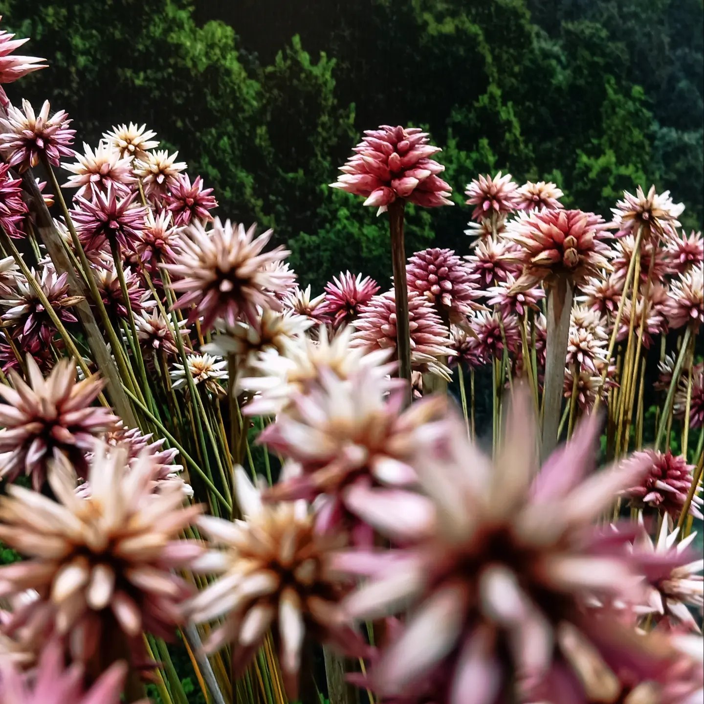 La Flor de Inírida, una especie... - Mangle Mi Huella Verde