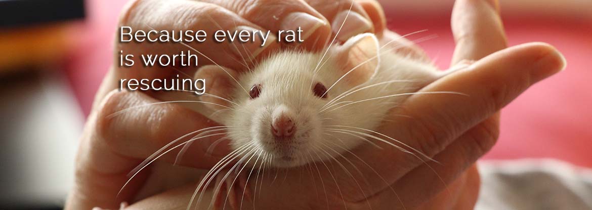 🐭 State of the Rescue – 2025 Update... - Mainely Rat Rescue | Facebook