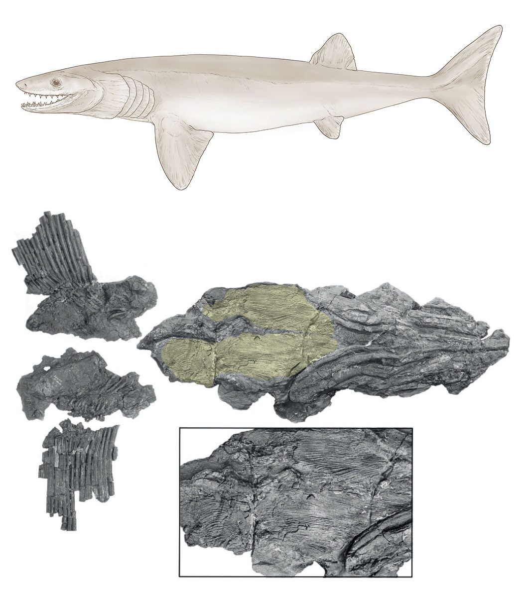 🔓 🦈 #novataxa... - Novataxa | Species New to Science