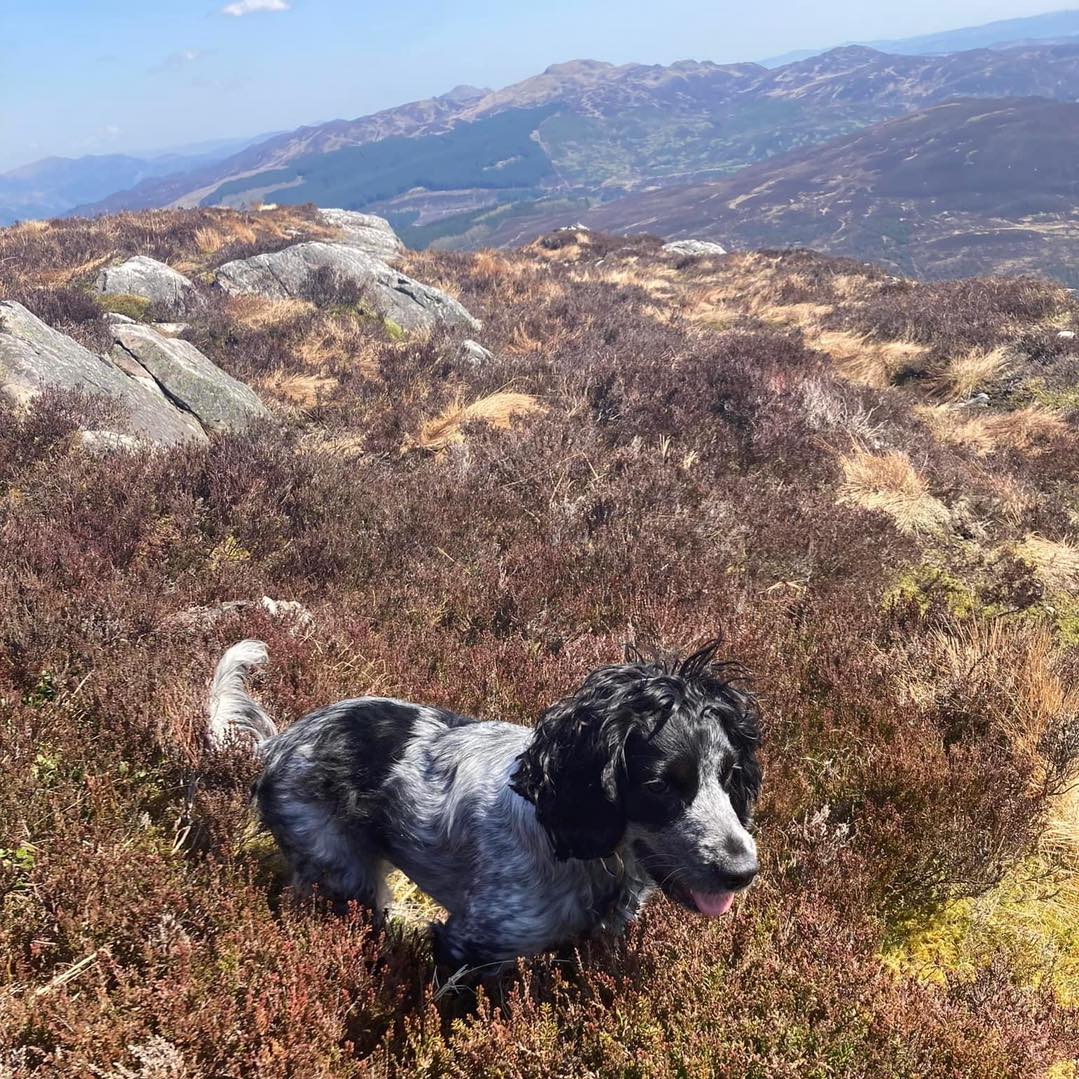 Springer - Good morning Spaniel lovers! SRS Bella celebrating her first ...