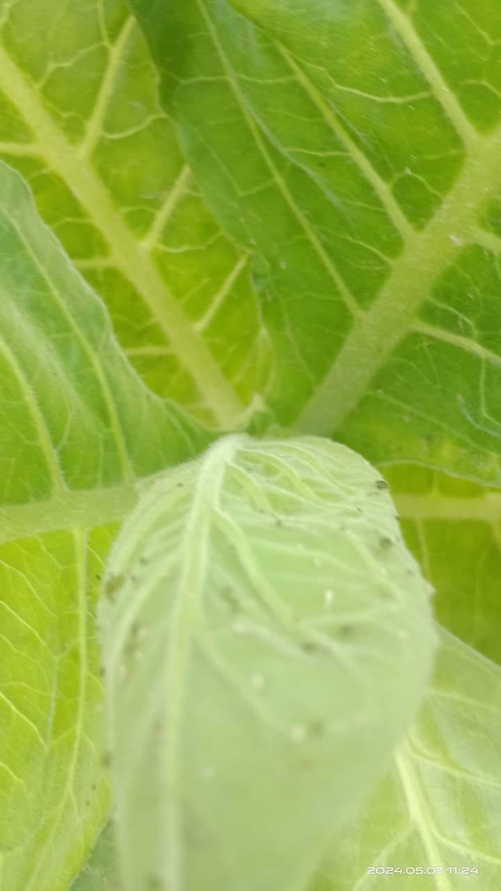 tobacco for pest control Kill the Beast: in Cigar  Unco B's Stogie Diary Tobacco commodity - Control Union