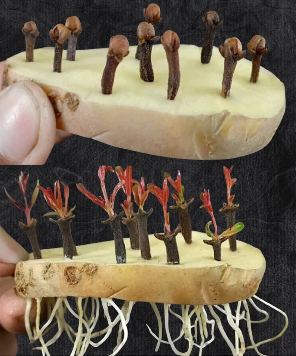GreenThumb - 🌿 How to Sprout Cloves Using Potato and Aloe Vera 🌿 1️⃣ ...