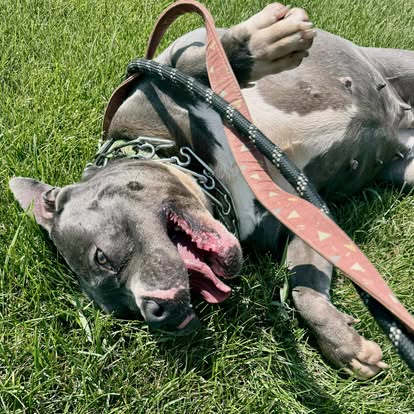 Project Hope... - Project Hope Animal Rescue Foundation