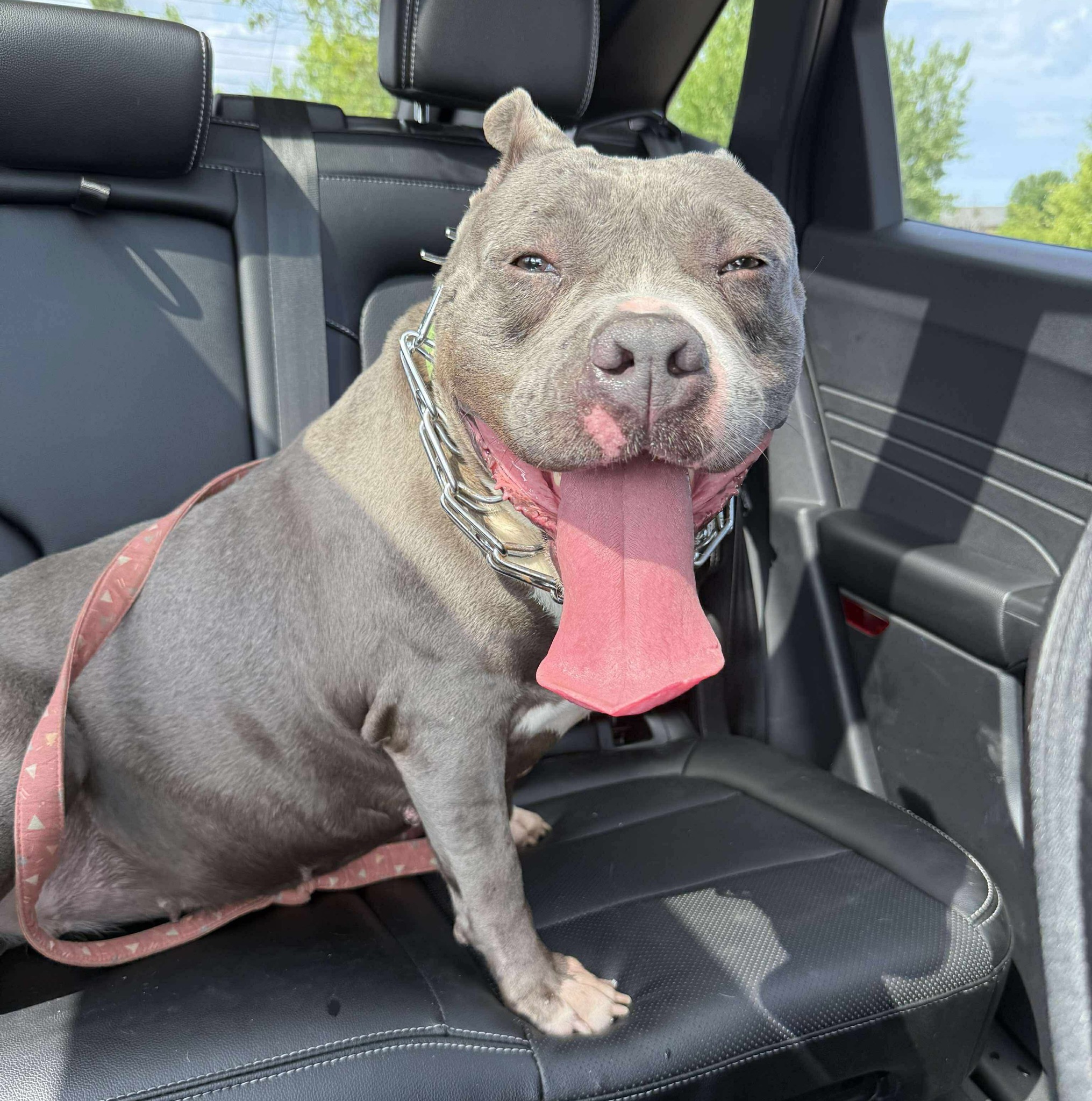 Project Hope... - Project Hope Animal Rescue Foundation