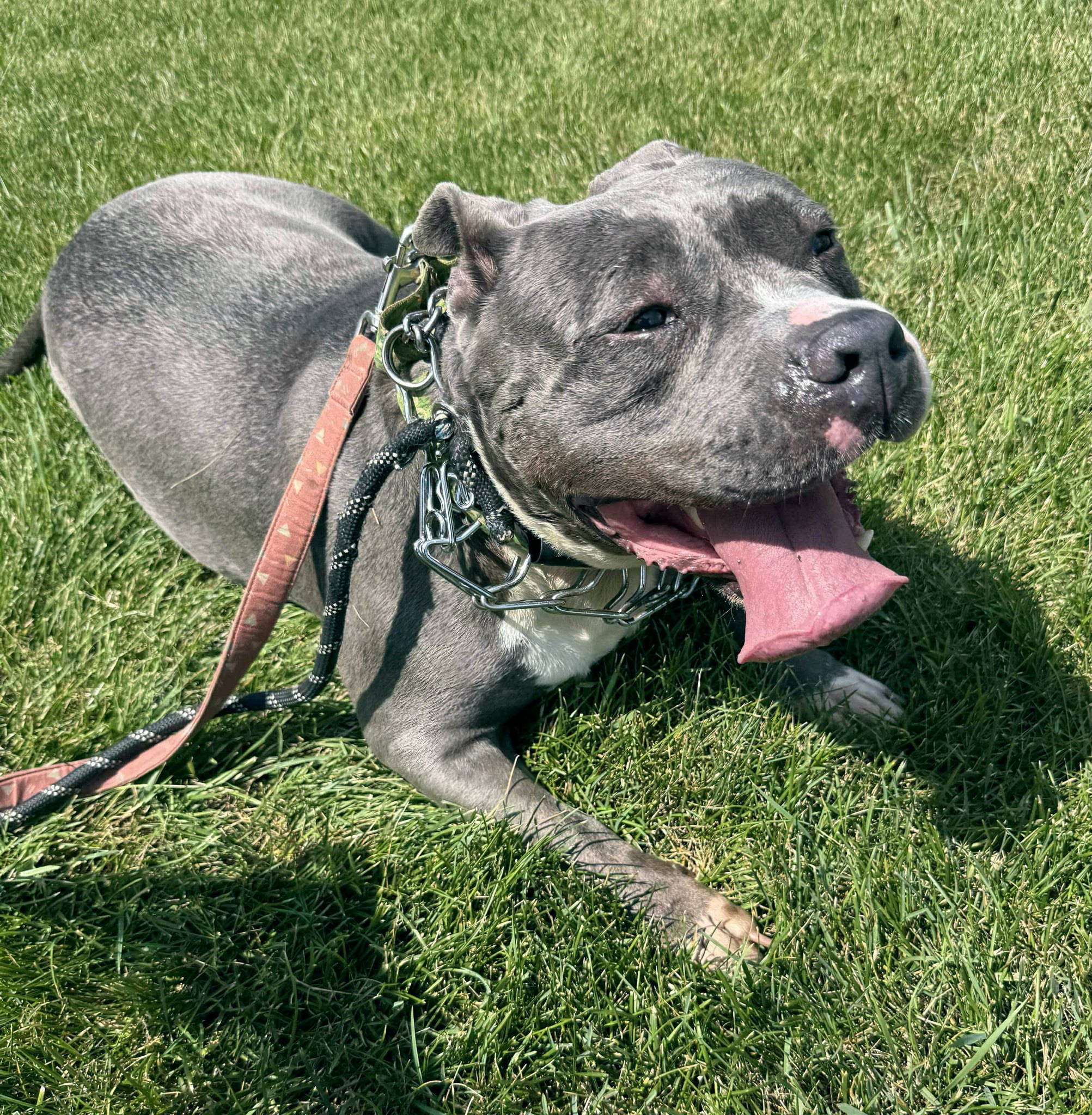 Project Hope... - Project Hope Animal Rescue Foundation