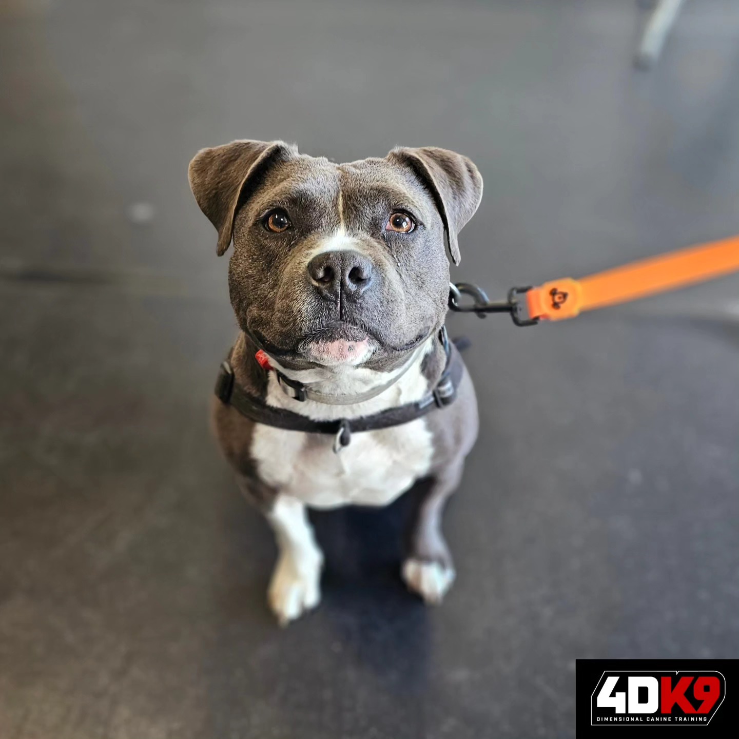 Always a pleasure... - 4D K9 - Dimensional Canine Training