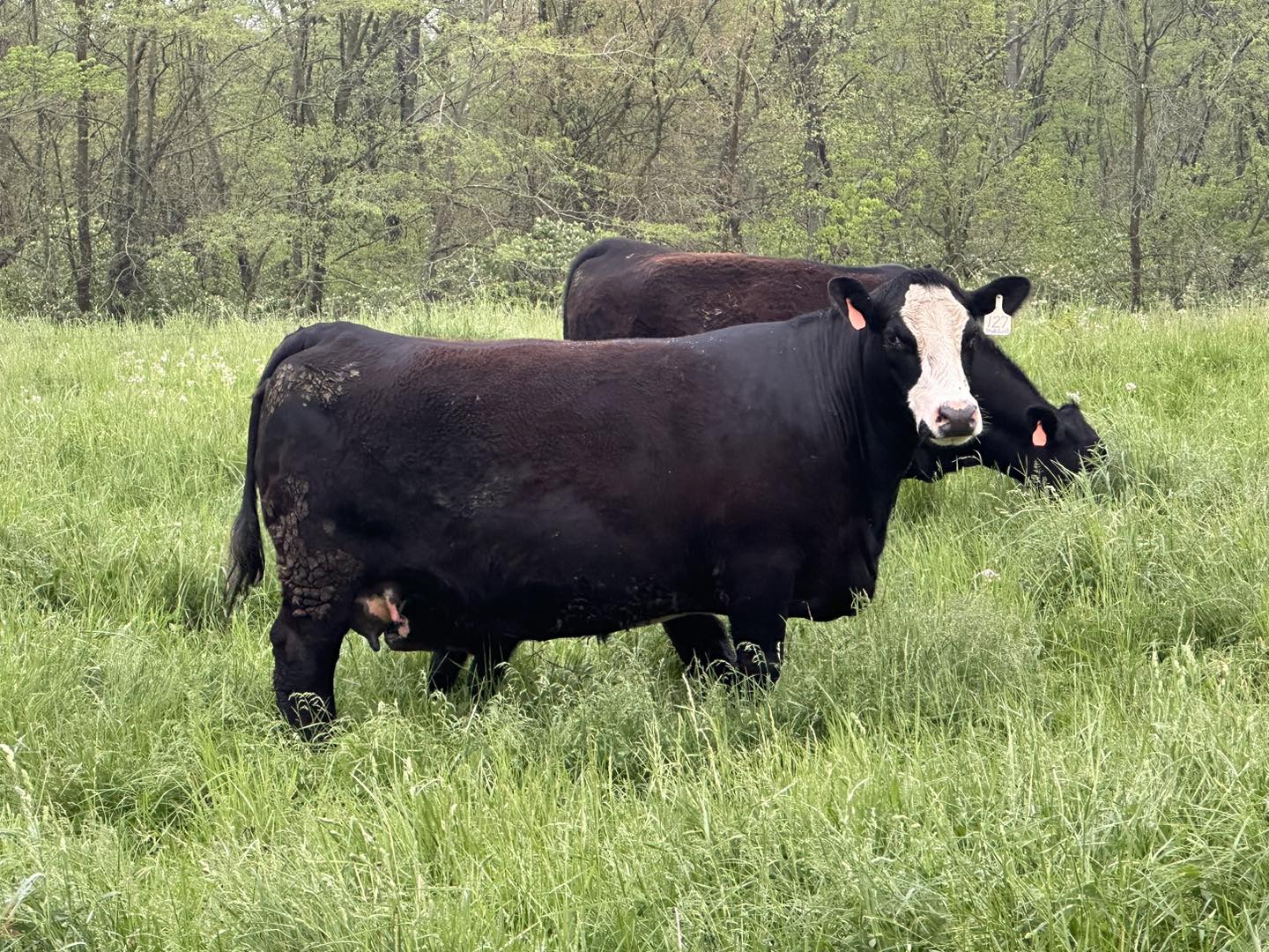 RVC Farms | Cedarville OH