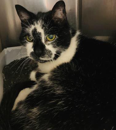 UPDATE: Safe with rescue!... - ACCT Philly: At-Risk Cats