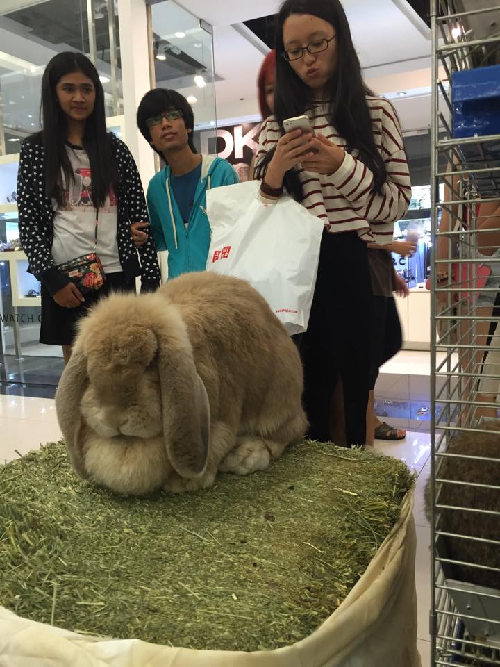 KB Rabbit - วันนี้พาน้อง 