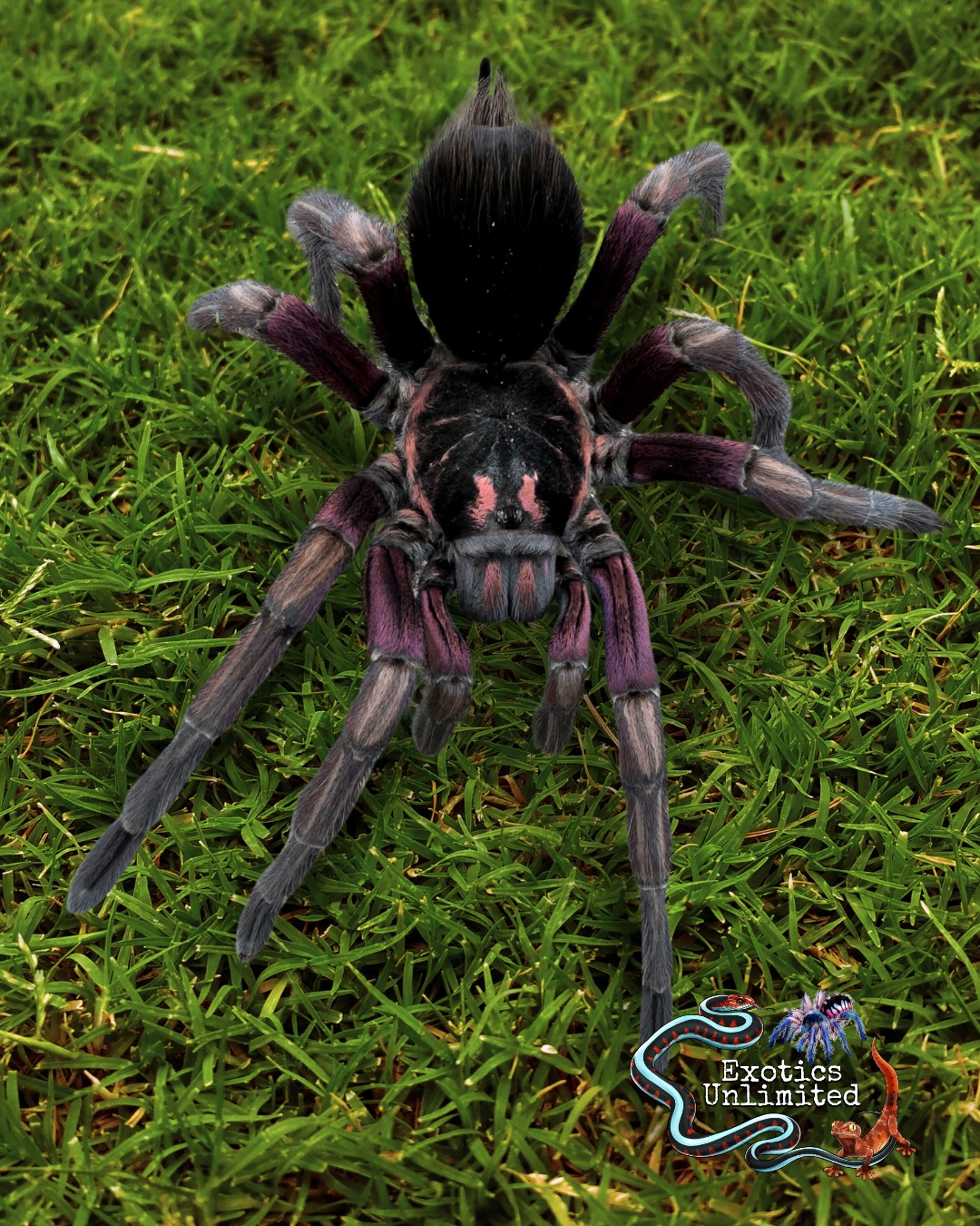 Rainbow アパッチ tarantura Have you ever seen purple on a tarantula?? Incredible rainbow bird