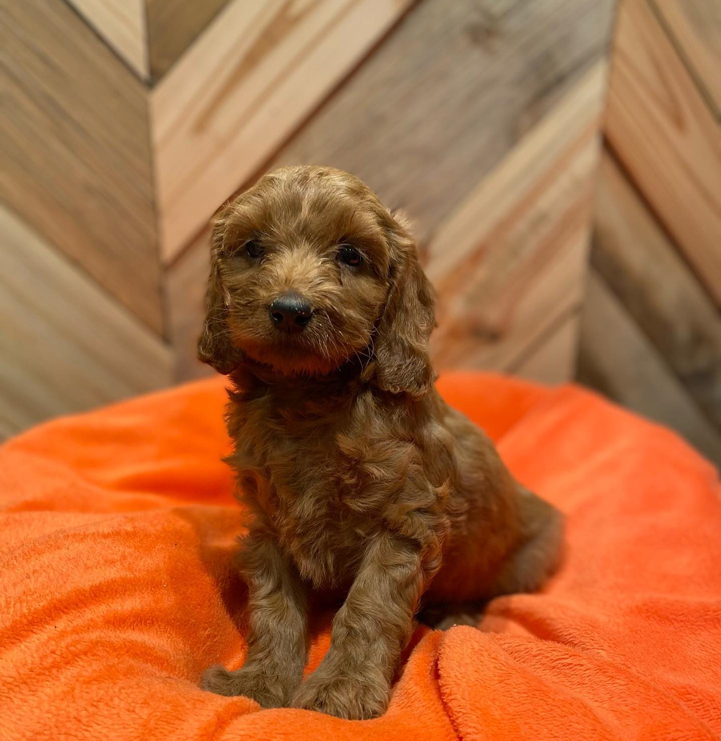 Puppies Ontario | Toronto ON