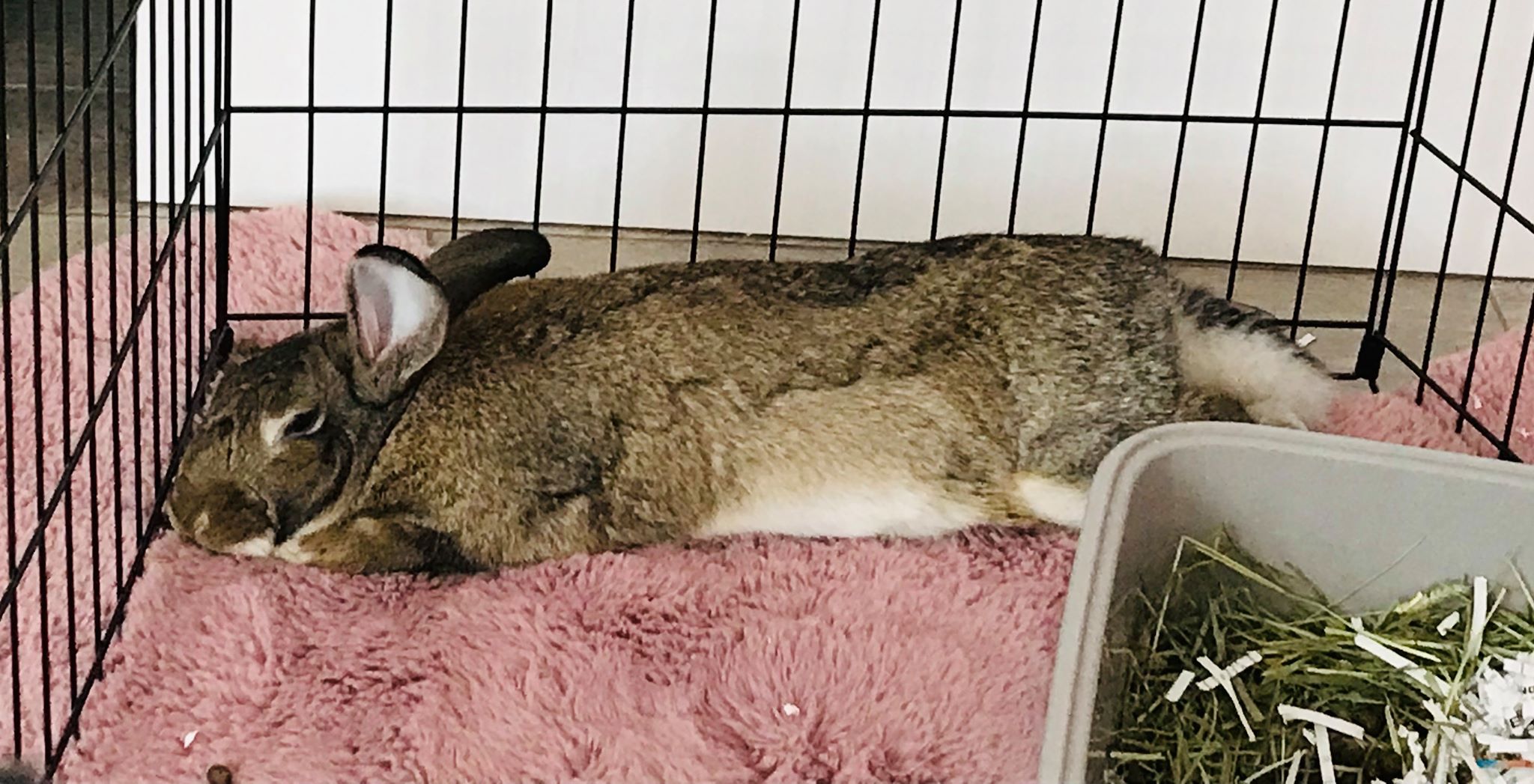 Orlando Rabbit Care & Adoptions - Home | Facebook