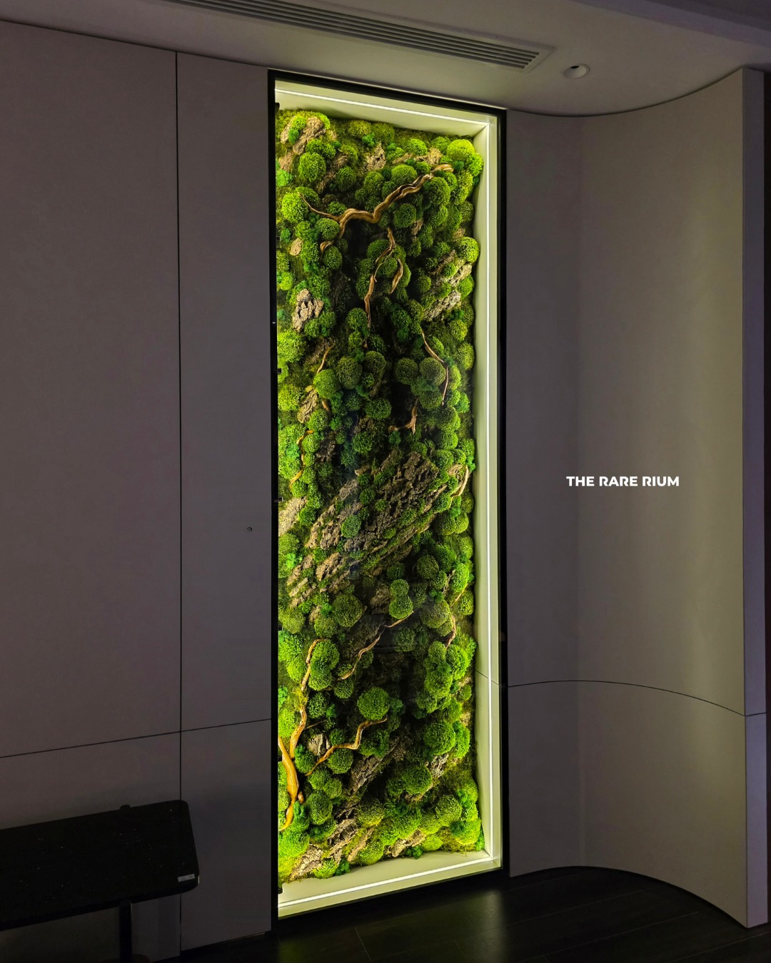 The Rare Rium - Plant &... - The Rare Rium - Plant & Moss Art