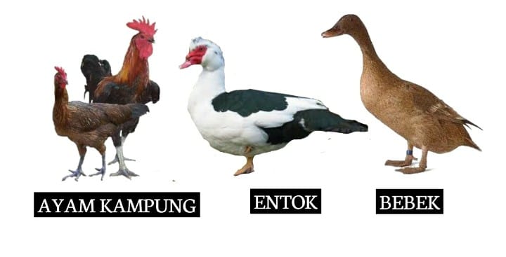 jual beli entog Meri soang ayam kampung Garut | Facebook