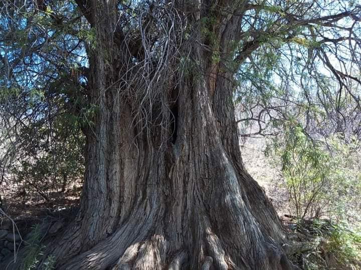 El AHUEHUETE !!! árbol... - SAN JOSÉ CHICHIHUALTEPEC OAXACA