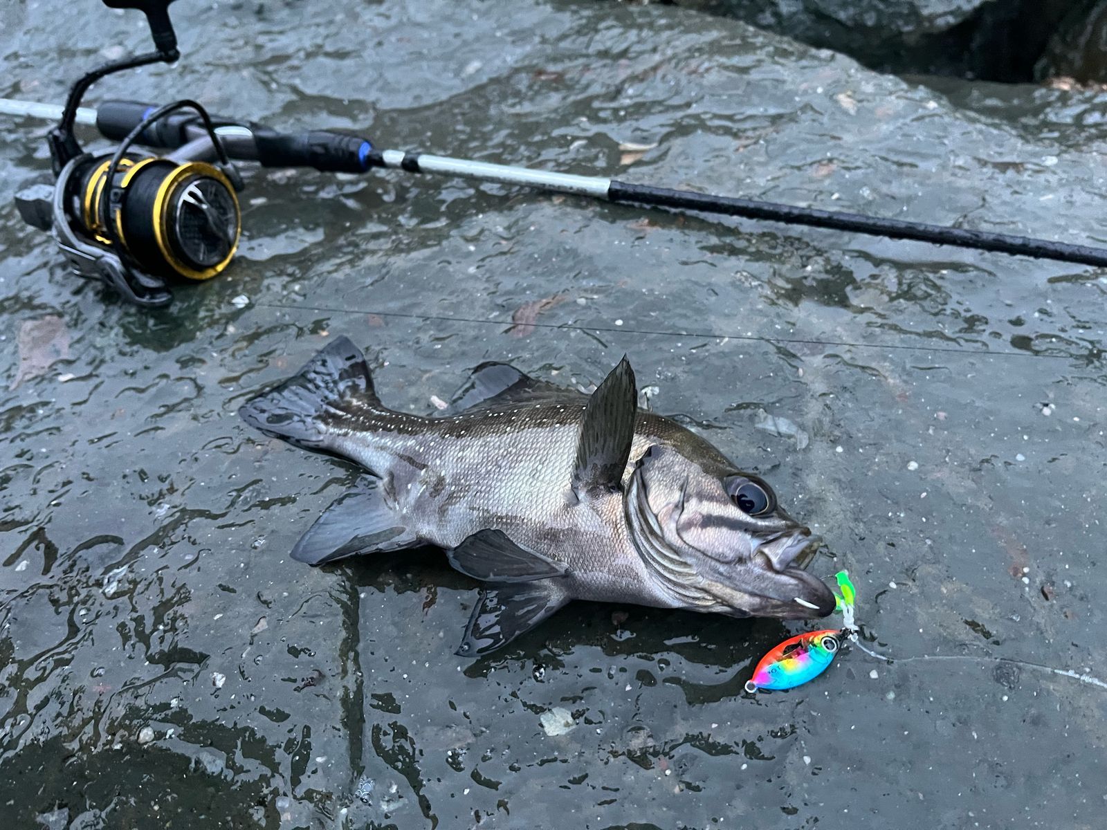 chub fishing reels Creek - 4 This pattern is perfect for catching large Northern Pike but can also be used as a saltwater attractor. Creek Chub Striper Strike Baby