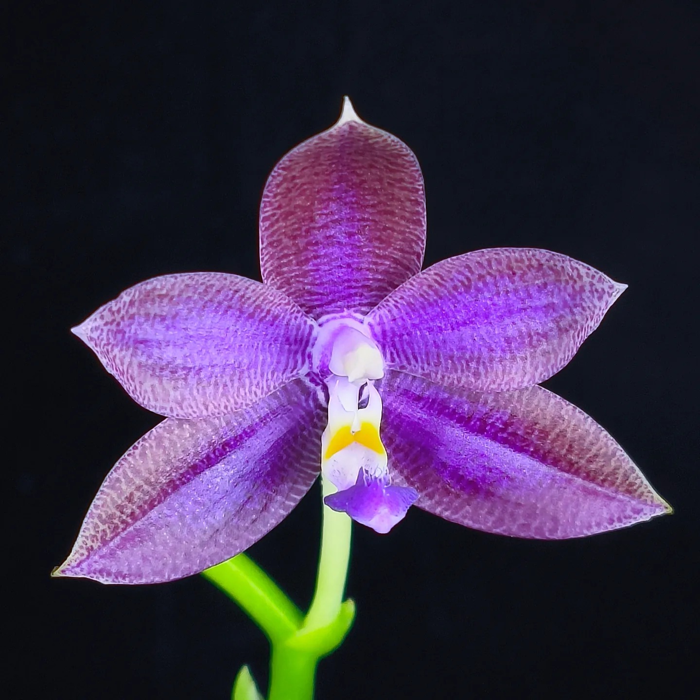 Phal. OX Lion King 牛記獅子王 ? WeChat微信ID：mikiorchid ? more 