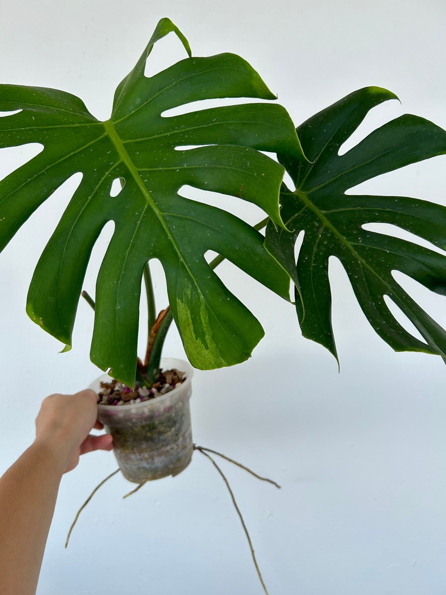 Monstera Deliciosa Blue Mint plant for sale | Singapore