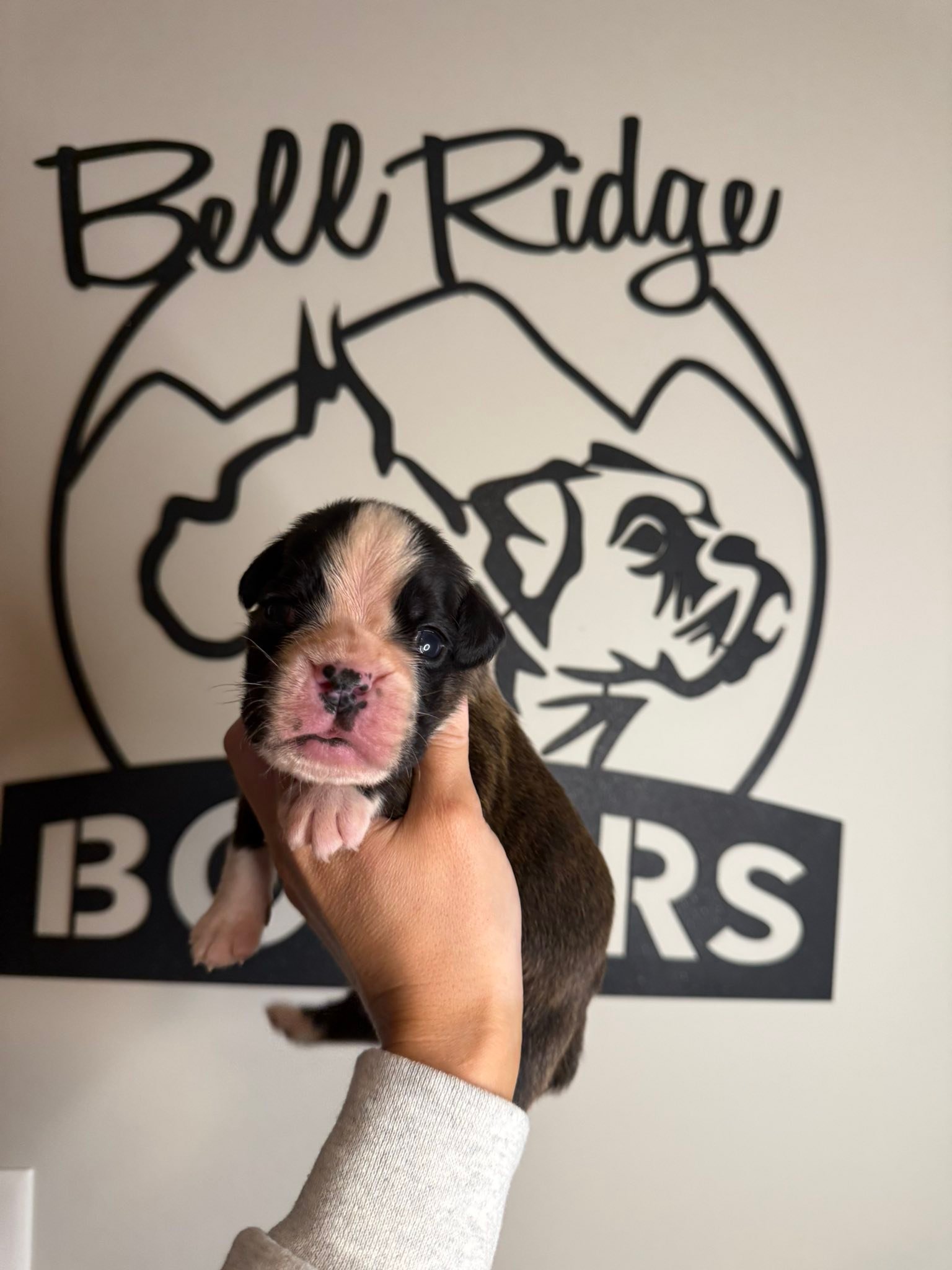 BellRidge Boxers added a new photo. - BellRidge Boxers