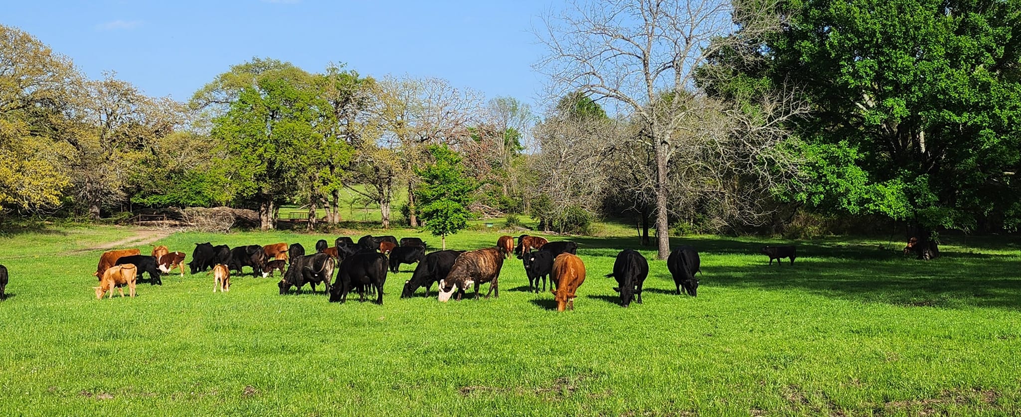 Shinn Ranch | Quinlan TX