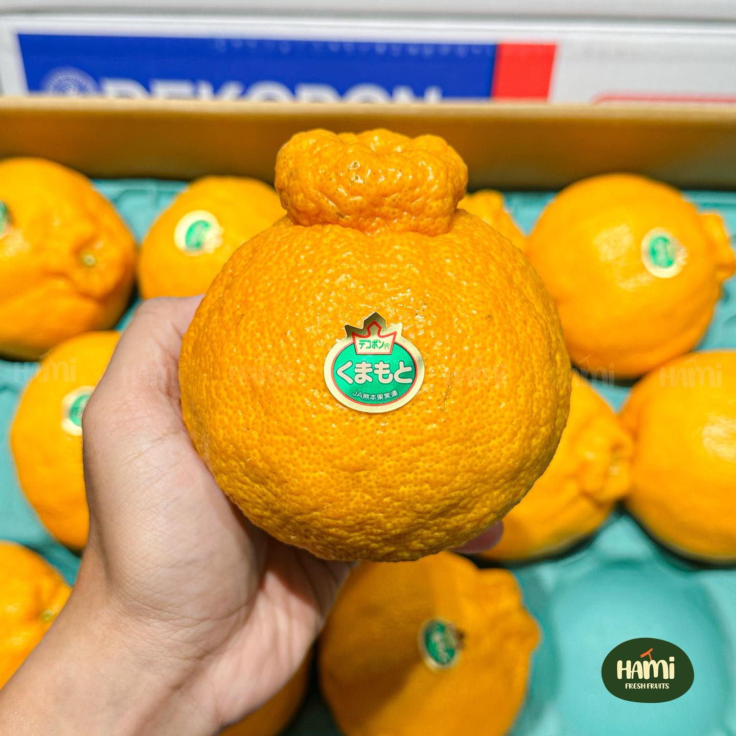 Japanese Dekopon デコポン 🇯🇵 🍊 Dekopon from Kumamoto Prefecture